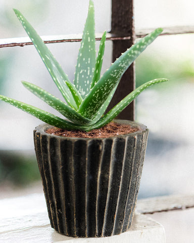 Aloe-Vera-indoor-plant