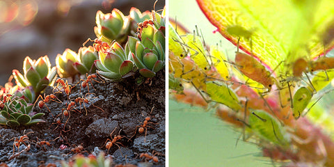 Ants-and-aphids-on-succulents