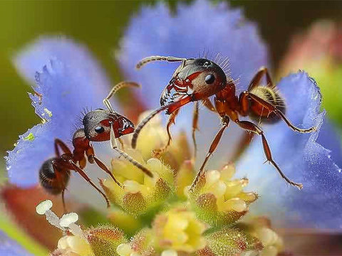 Ants-on-plant-flowers