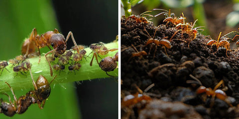 Ants-on-plants-and-soil