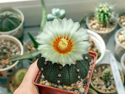 indoor Star Cactus blooming