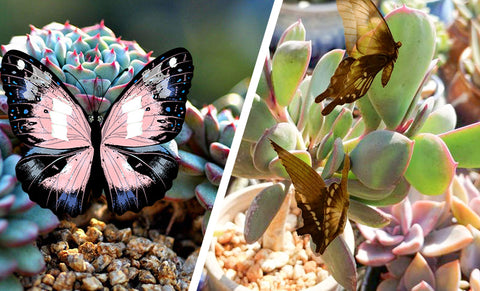 Butterflies-and-moths-lay-eggs-on-succulents
