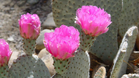 Cacti-bloom-with-purple-flowers