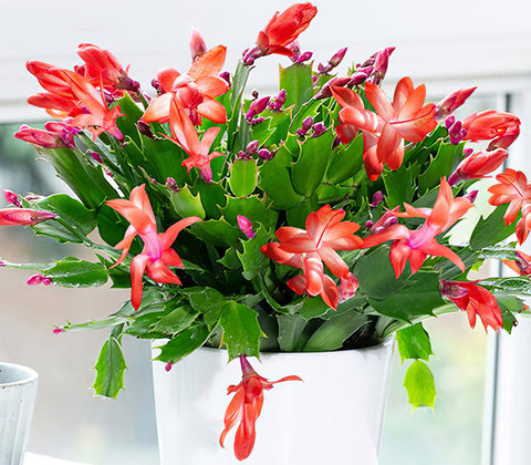 Christmas-cactus-flowering