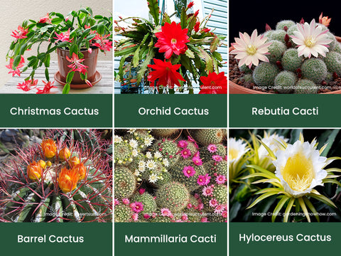 Commonly-flowering-cacti