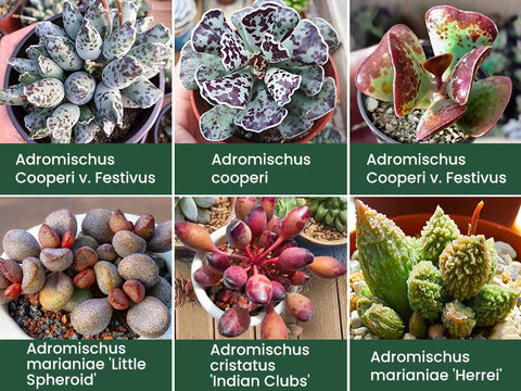 6-popular-Adromischus-Succulent-Varieties