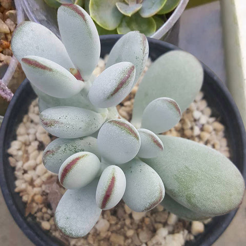 Cotyledon-Orbiculata-cv