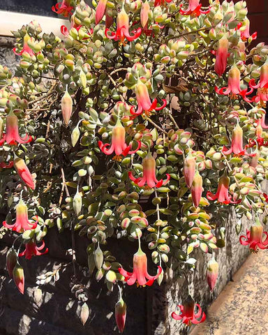 Cotyledon-Pendens-Bloom-outdoors