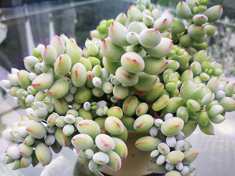 Cotyledon-Pendens-chubby-succulent