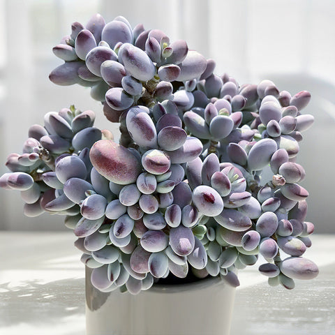 purple-Cotyledon-Orbiculata-cv-indoors