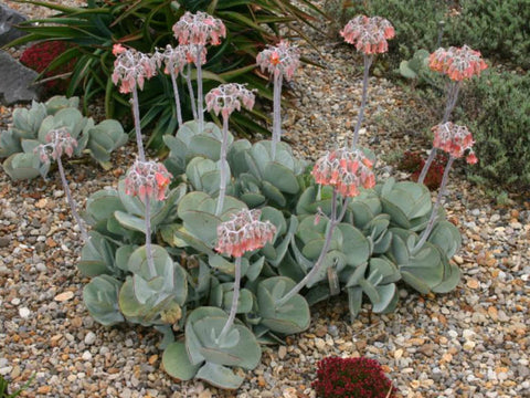 Cotyledon-orbiculata-Pigs-Ear-White-Lady