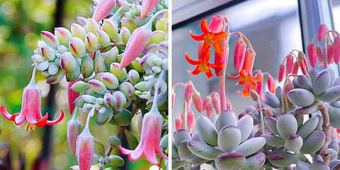 Cotyledon-succulent-flowers