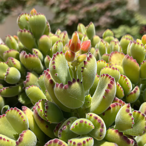 Beara-paw-succulent-about-to-bloom