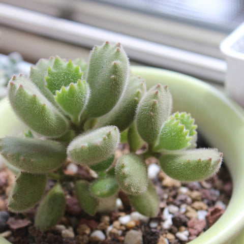 green-Bear's-Paw-Succulent-indoors