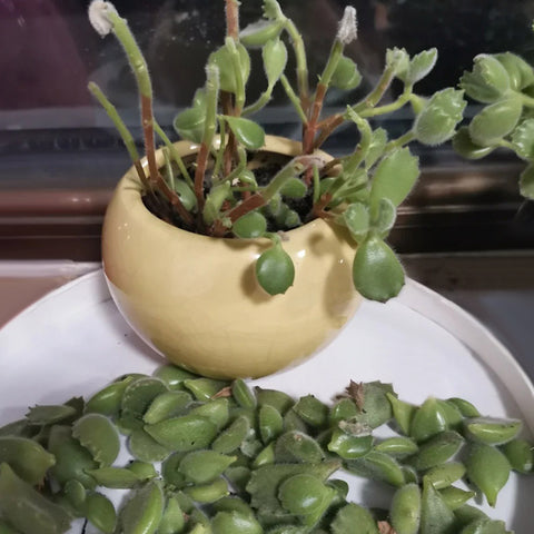 Bear's-Paw-Succulent-losing-leaves