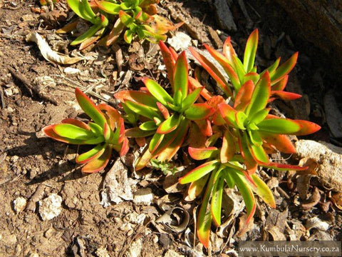 crassula-campfire-can-live-outside-in-summer
