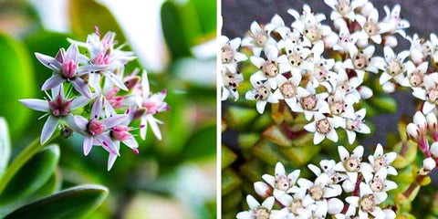 Crassula-succulent-flowers