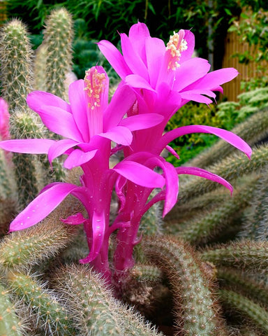 Rat's Tail Cactus blooming