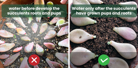 Do-not-water-the-soil-propagated-succulent-leaves-until-they-have-grown-roots