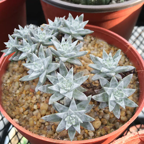 Dudleya-gnoma-White-Sprite