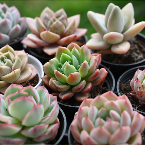 2-inch-potted-echeveria-agavoides-fanta