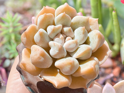 Echeveria-Choux-Cream-chubby-succulent