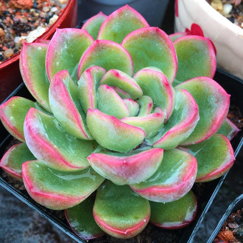 echeveria-hanatsukiyo-with-red-edges