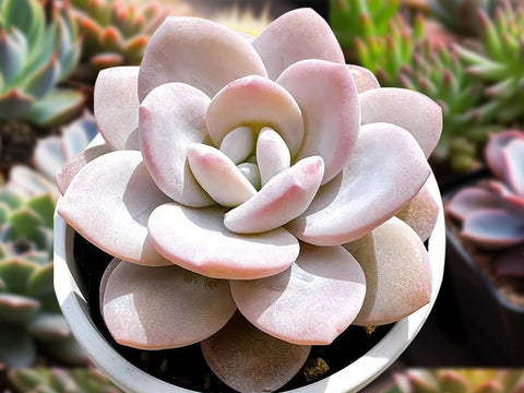 Echeveria-Laui-chubby-succulent