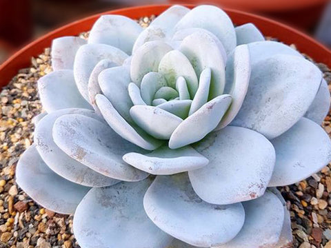 Echeveria-Laui