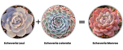 Echeveria-Monroe-is-a-hybrid-of-Echeveria-Lauii-and-Echeveria-colorata