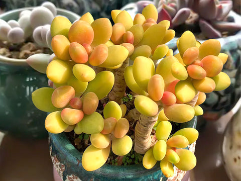 yellow-Echeveria-Mango-Beauty-chubby-succulent