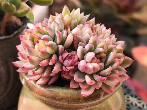 Echeveria-Mebina-Variegata-grow-well-in-the-direct-sunlight