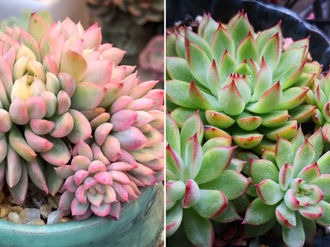 Echeveria-Mebina-Variegata-vs-Echeveria-Mebina