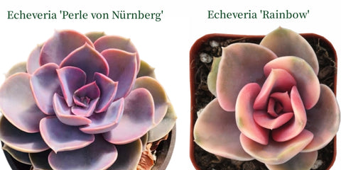 echeveria-perle-von-nürnberg-vs-echeveria-rainbow