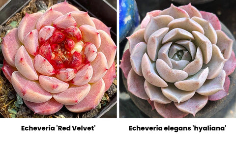 Echeveria-red-velvet-vs-Echeveria-elegans-hyaliana