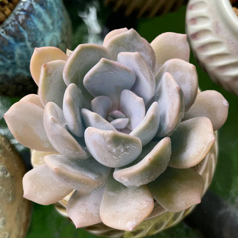 Echeveria-Tiramisu