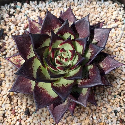 Echeveria-agavoides-Ebony