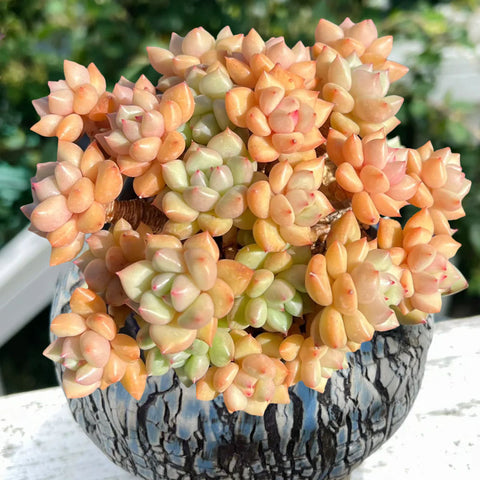 Echeveria-agavoides-Van-Keppel