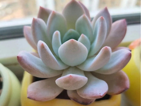 potted-Echeveria-cv-Laulindsayana-indoors