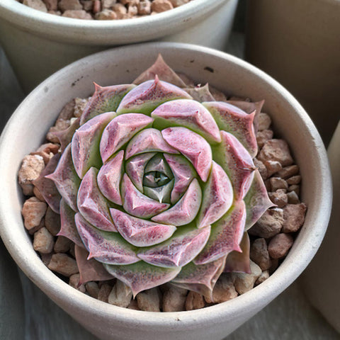 Echeveria-hyaliana