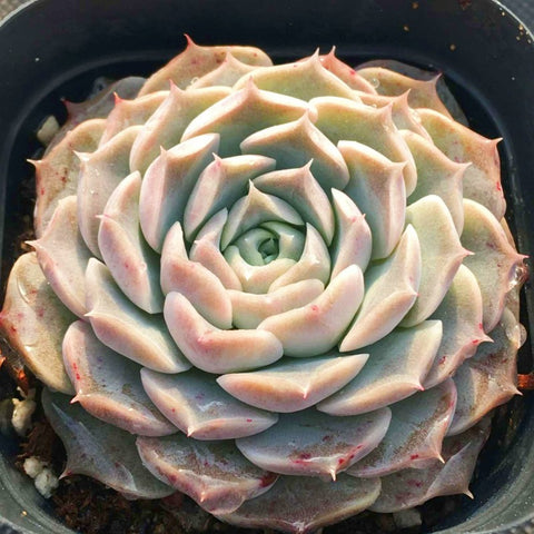 echeveria-elegans-hyaliana-in-seedling-tray