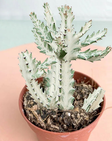 Euphorbia-White-Ghost