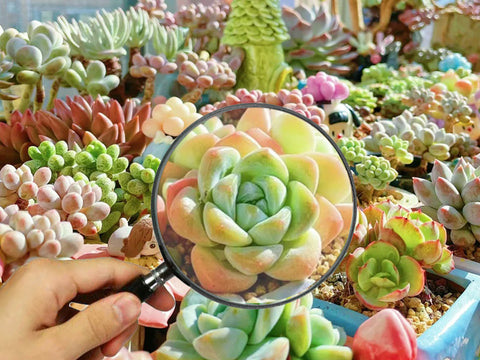 Use-a-magnifying-glass-to-examine-the-stems-and-roots-of-succulents