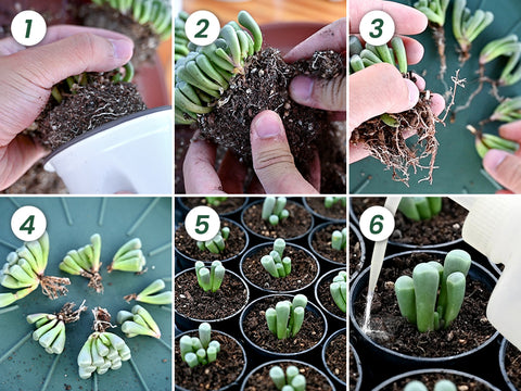 Fenestraria-rhopalophylla-Baby-Toes-Offset-Propagation