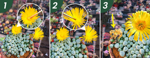 Fenestraria-rhopalophylla-Baby-Toes-Seed-Propagation-Pollination