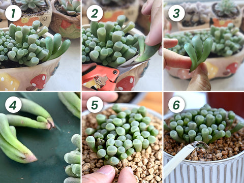 Fenestraria-rhopalophylla-Baby-Toes-Stem-Cutting-Propagation