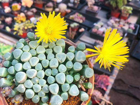 Fenestraria-rhopalophylla-Baby-Toes-flowering