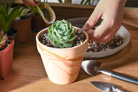 Fertilizing-potted-succulents