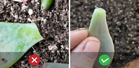 Full-succulent-leaves-may-propagate-successfully