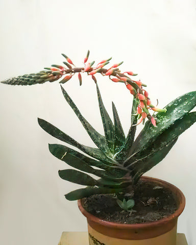 Gasteria-Little-Warty-blooms-pink-flowers